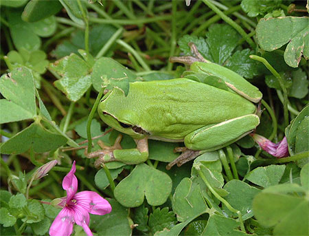 Une grenouille verte ...