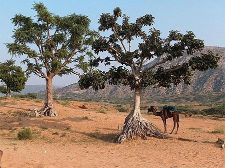 D�sert aux environs de Pushkar