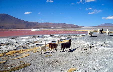Laguna colorada