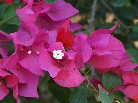 Bougainvillier