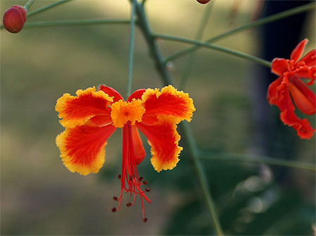 Fleur
