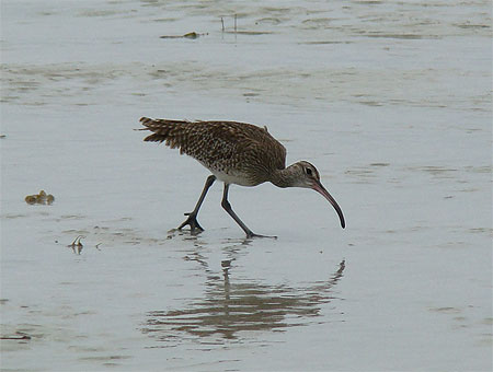 Ibis
