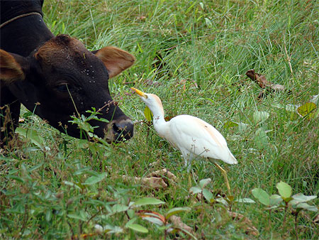 Aigrette