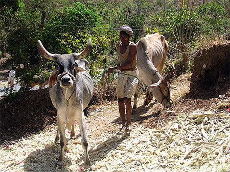 Boeufs - Rajasthan