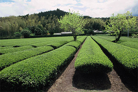 Plantation de th�