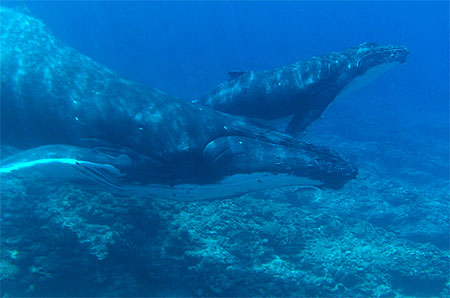 Baleine et son b�b� � Rurutu