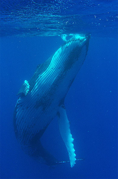 Baleines � Rurutu