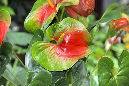 Anthurium vert � Grand bois