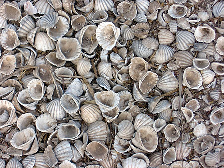 �le aux coquillages
