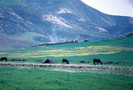 Chevaux arabes dans le rif
