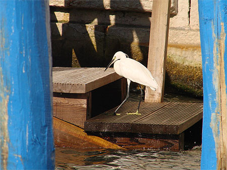 Mouette sur le Grand canal ?