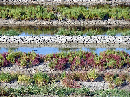 Salines de Noirmoutier