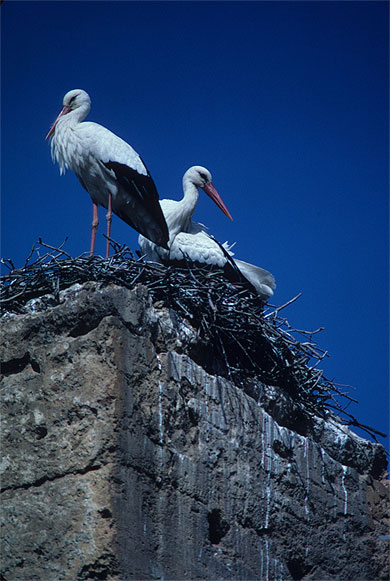 Cigognes sur les remparts de Mansourah