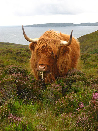 Island cow