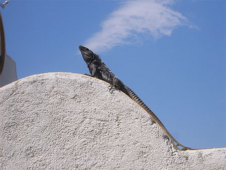 Iguane � Huatulco