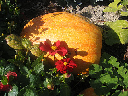 Les fleurs et la coloquinte