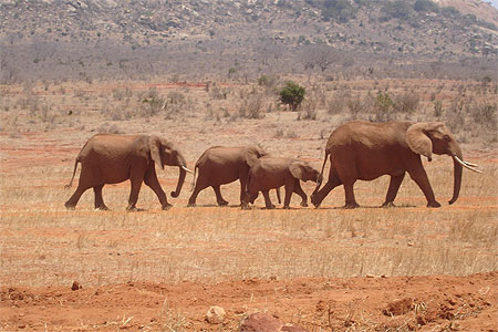 Famille d'�l�phants en balade