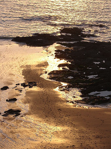 Algues au soleil couchant