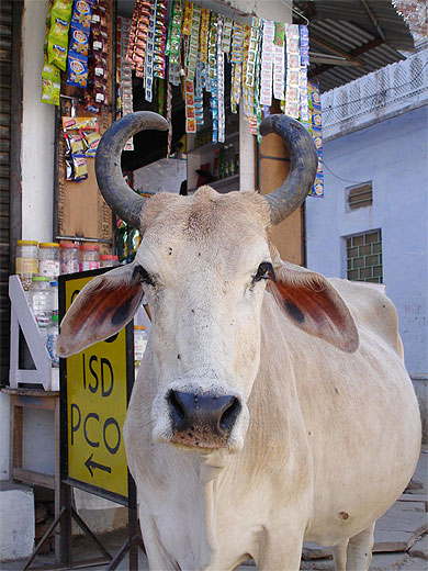Vache dans les ruelles