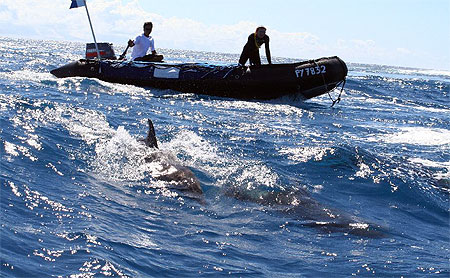 Dauphins dans la passe de Tiputa � Rangiroa