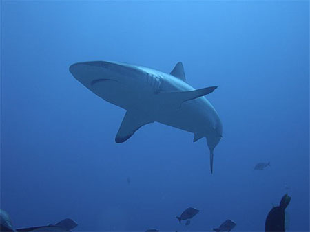 Requin gris � Rangiroa