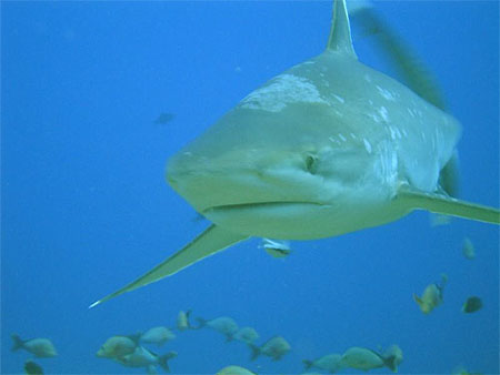 Requin pointe blanche � Rangiroa