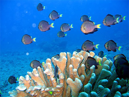 Coraux � Rangiroa