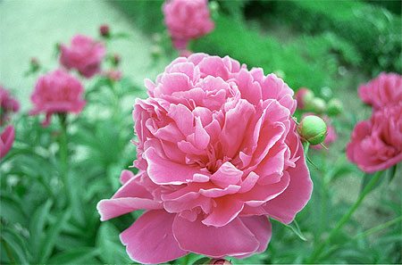 Pivoine florentine