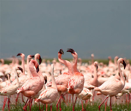 Flamants
