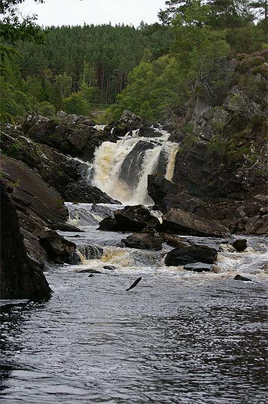 Salmon leaps