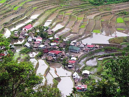 Rice terraces