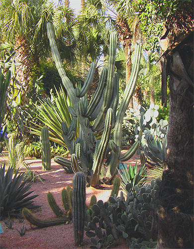 Jardin