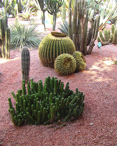 Jardin