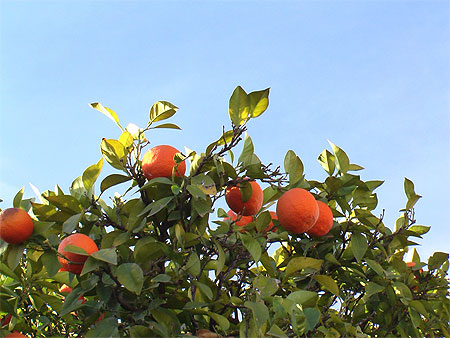 Fleurs - Fruits - V�g�tation