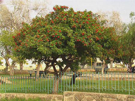 Fleurs - Fruits - V�g�tation