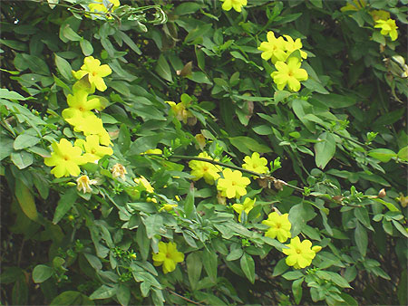 Fleurs - Fruits - V�g�tation