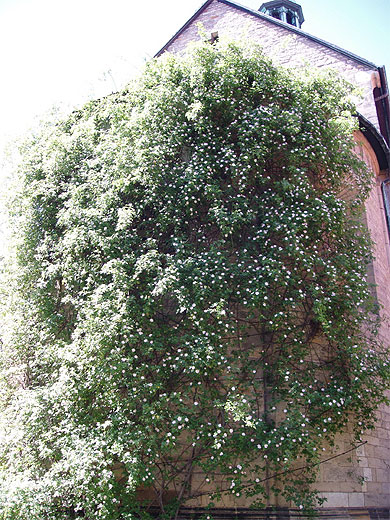 Rosier "miraculeux"