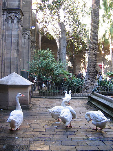 Cath�drale : les oies du Cloitre