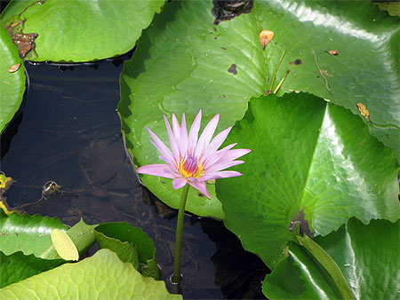 N�nuphars au jardin de Pamplemousse