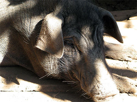 Porc