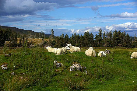 Les moutons de l'�le de Skye