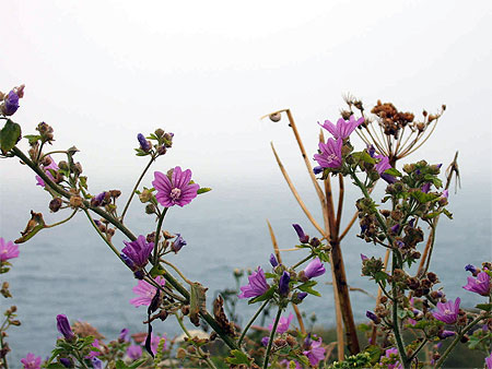 Les fleurs au bord de la mer