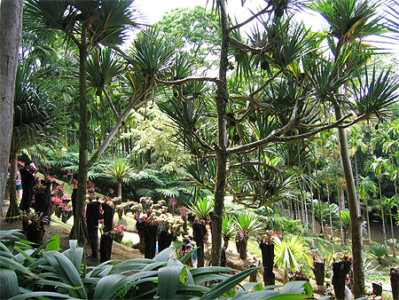 Jardin de Balata