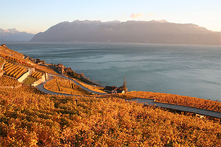 Vignes � Lavaux