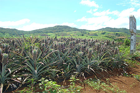 Plantation d'ananas