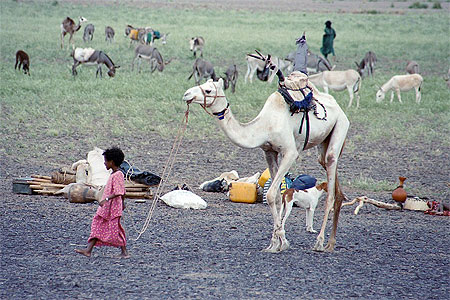 La petite fille au chameau