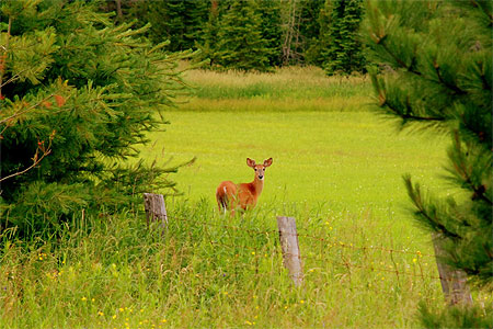 Bambi