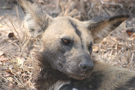 Portrait de lycaon
