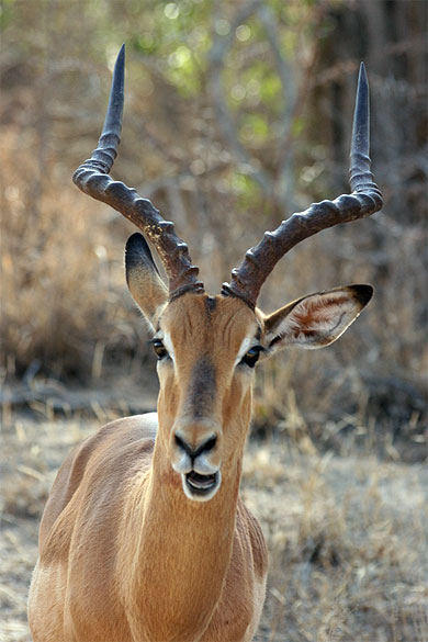 Impala