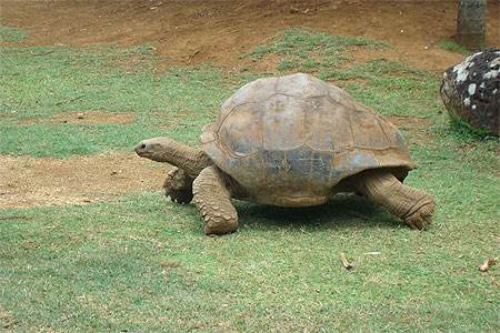 Tortue d' Aldabra